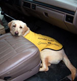Guide dog in a car