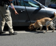 Drug dog sniff