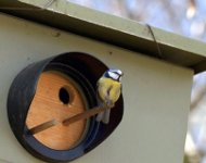 Speed camera birdhouse